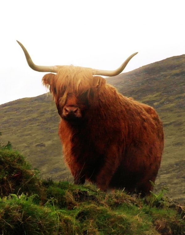 Where to See Highland Cows. Nothing more Scottish or cute, apparently