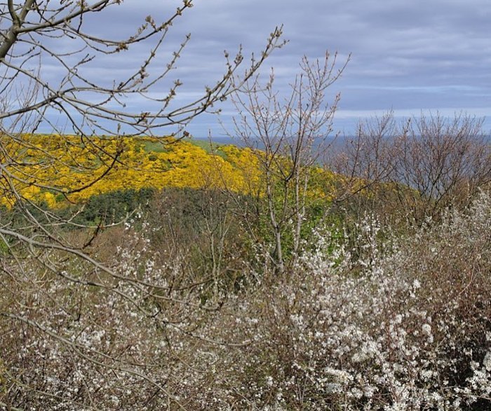 Pease Dean nature reserve, Scottish Borders