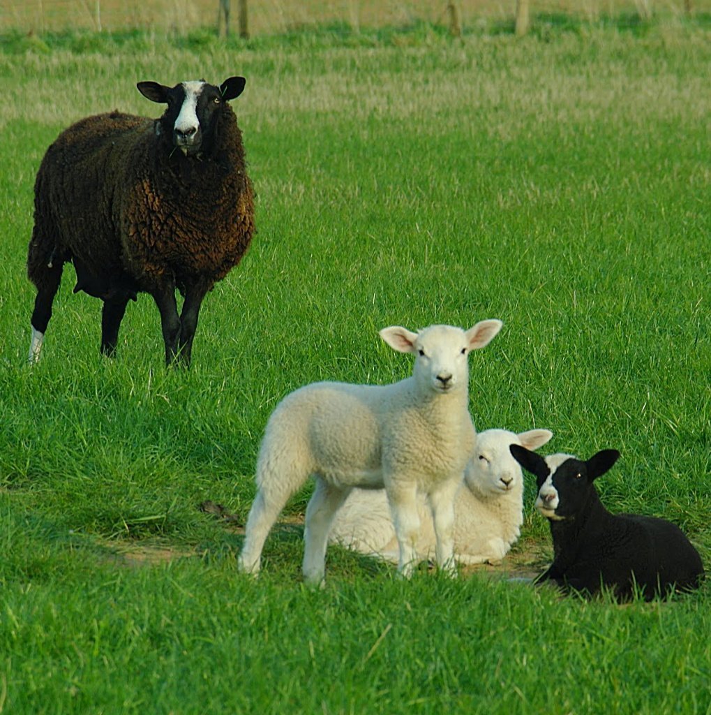 Lambs in April