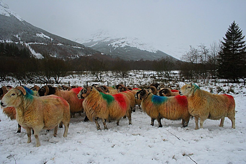 Inverlochlarig sheep, at the head of the glen, in deep winter.