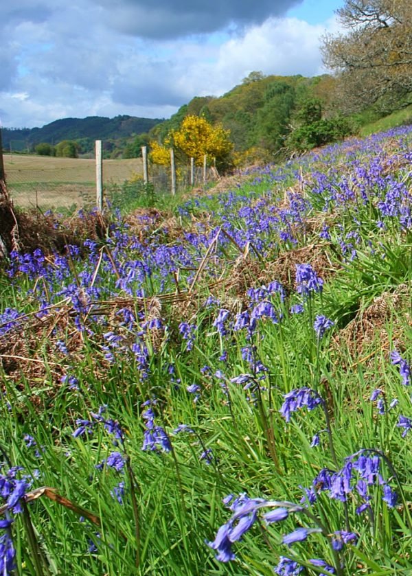 Flowers of Scotland – where will we see your likes in glens? – Must See ...