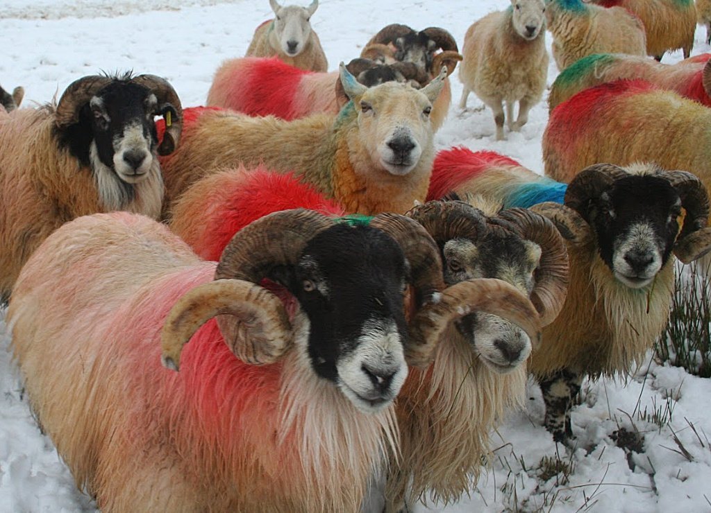 sheep-in-scotland-in-pursuit-of-the-cute